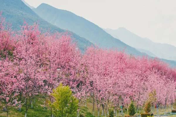 2022大理樱花几月开 大理赏樱花最美的地方