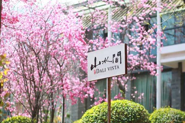 2022大理樱花几月开 大理赏樱花最美的地方
