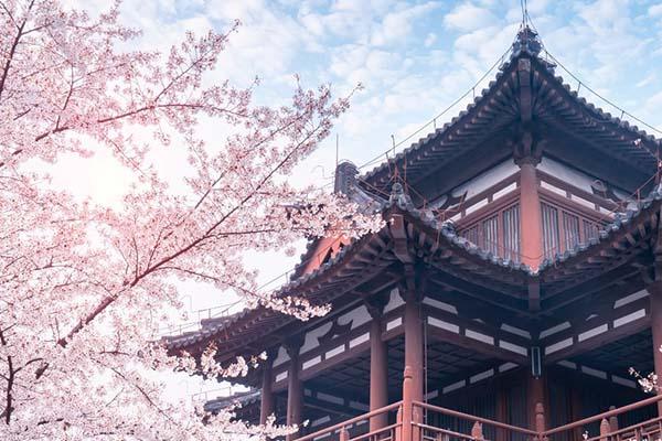 西安青龙寺的樱花开了吗2024 青龙寺樱花观赏时间