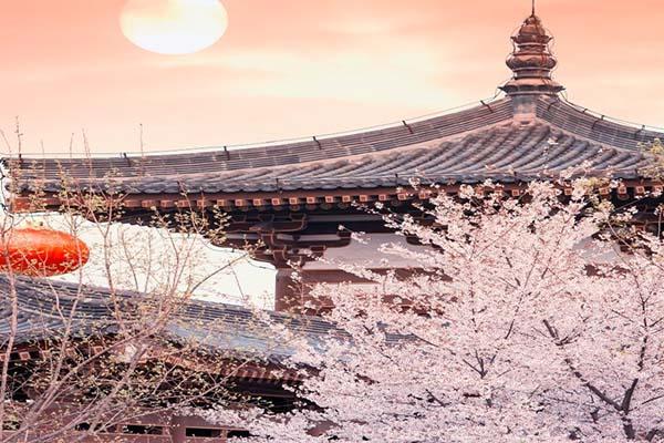 西安青龙寺的樱花开了吗2024 青龙寺樱花观赏时间