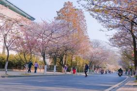 2022南京赏樱花有哪些地方 南京赏樱花的最佳时间