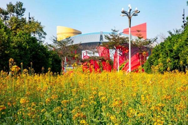 2021深圳市民中心油菜花在哪里 开放了吗