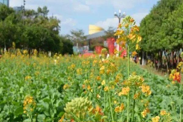 2021深圳市民中心油菜花在哪里 开放了吗