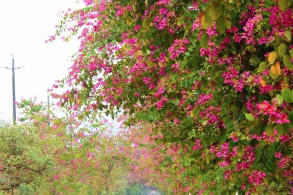 2021广州珠江公园紫荆花开了吗 广州珠江公园紫荆花最佳观赏时间