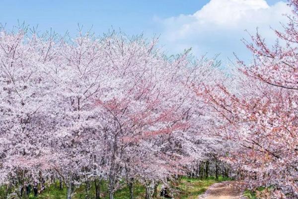 2022贵州平坝樱花开了吗 贵州平坝樱花观赏最佳时间