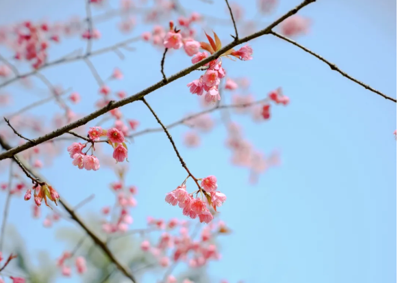 武汉樱花2022年什么时候开
武汉春季赏花景区