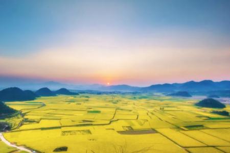 2022中国最美油菜花美景在哪里 油菜花观赏地推荐