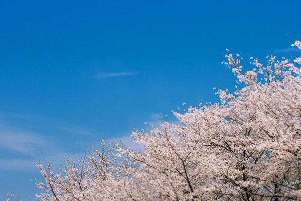 2022杭州樱花什么时候开 杭州各区赏樱地点推荐