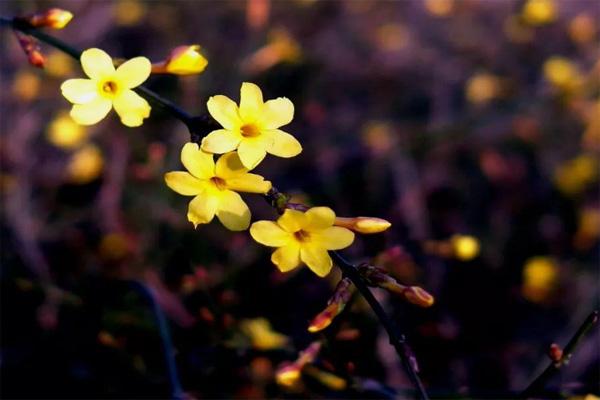 上海迎春花什么时候开 迎春花观赏指南