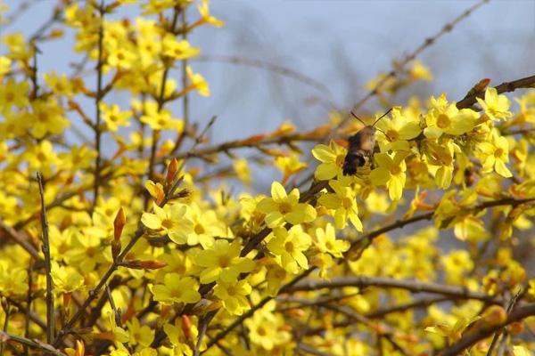 上海迎春花什么时候开 迎春花观赏指南