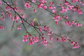 南宁樱花开了吗 南宁樱花园在哪里