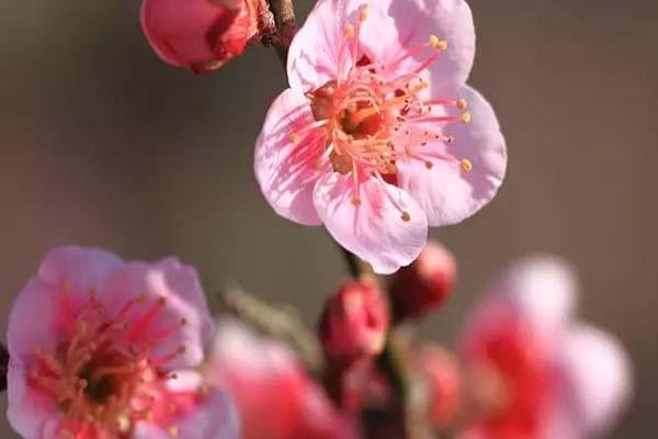 2021成都都江堰问花村最佳赏花时间-门票多少钱