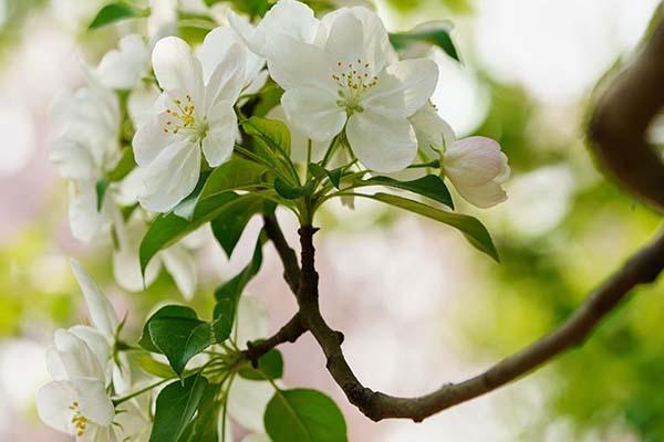 2021成都都江堰问花村最佳赏花时间-门票多少钱