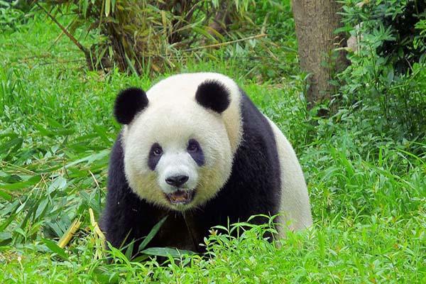 2021都江堰熊猫乐园免费开放日时间-预约规则