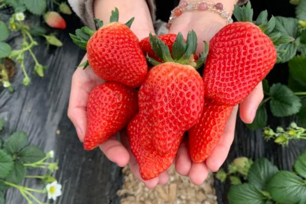 青岛西海岸摘草莓的地方在哪里 青岛西海岸草莓采摘园推荐2021