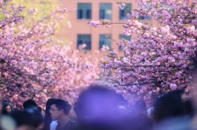 合肥赏樱花的地方 合肥赏樱地点