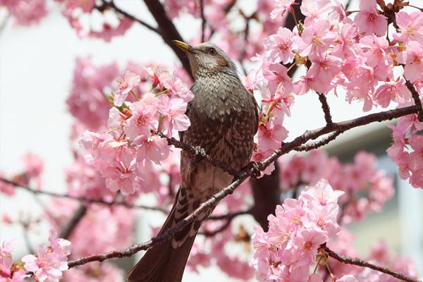 日本早櫻什么時候開花 日本早櫻在哪里看