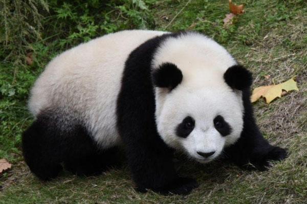 2021都江堰熊猫乐园免费开放日是哪天 怎么预约