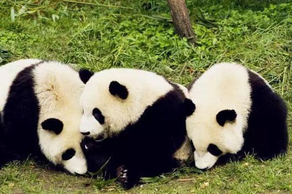 2021都江堰熊猫乐园免费开放日是哪天 怎么预约