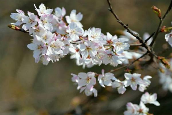 河南賞梅花的地方 河南賞梅好去處