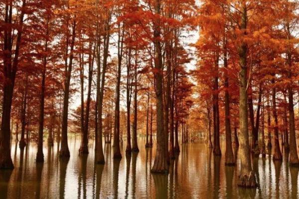 青西郊野公園門票多少錢 青西郊野公園游玩攻略