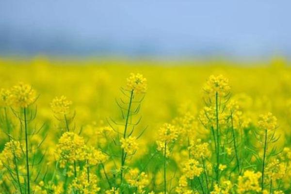 東莞油菜花海在哪里 東莞春季賞花去哪里