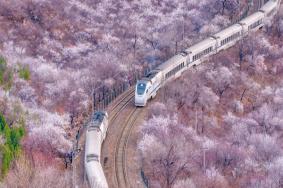 北京最浪漫的樱花列车 北京樱花列车攻略