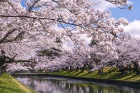 2021上海樱花节暨春季花海旅游季-时间及地点