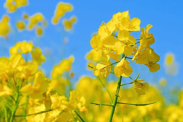 重慶涪陵春季賞花地點推薦-路線