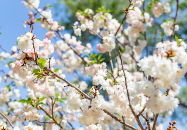 深圳樱花在哪里看2022 盛花期什么时候