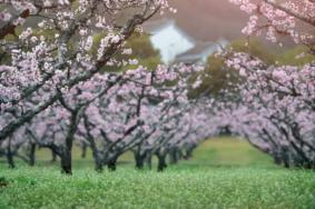 2021无锡惠山春游必打卡景点 赏花踏青的好去处