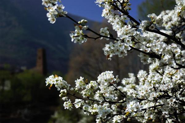 丹巴梨花最佳觀賞時間 丹巴賞花攻略