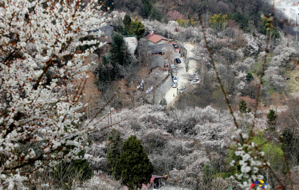 2021绵阳平通梅林赏花时间 平通梅林在哪里-怎么玩