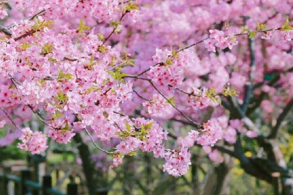 上海顧村公園門票網上怎么預約2021