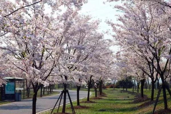 上海顧村公園門票網上怎么預約2021