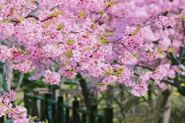 2022上海顧村公園什么時候看櫻花(附花期時間)