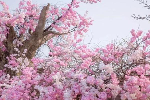 2022上海顧村公園什么時候看櫻花(附花期時間)