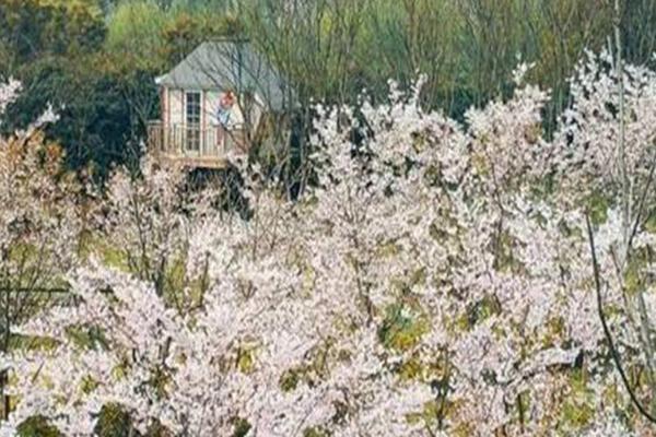 苏州太湖国家湿地公园樱花开了吗2022 附赏樱攻略