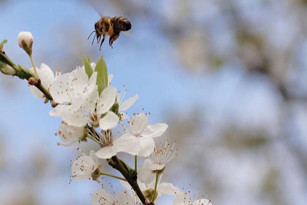 青島櫻花什么時候開花2022 青島賞櫻花哪里最好