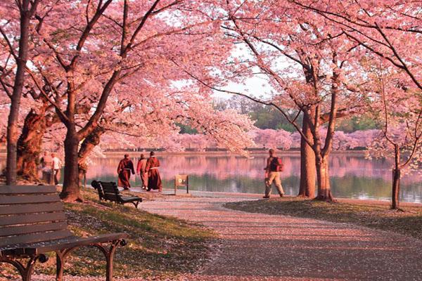 东莞古梅生态园樱花节2021举办时间