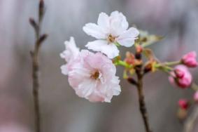 2021东莞粤晖园樱花节举办时间-地点-交通