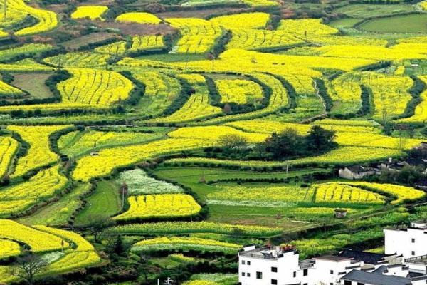2021年篁岭油菜花开放时间 什么时候结束