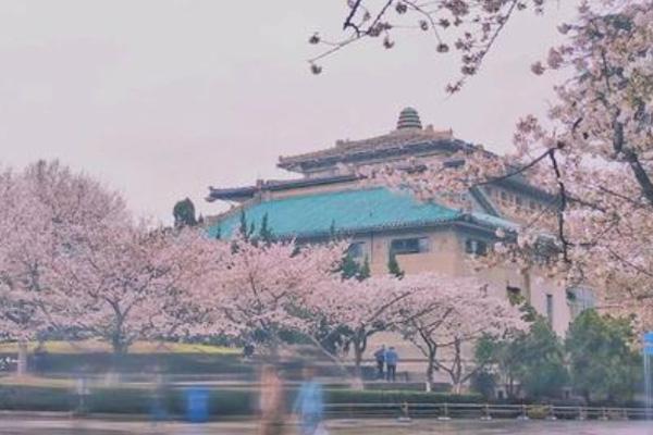 武汉樱花2月底迎来初花期 2021武汉大学樱花花期