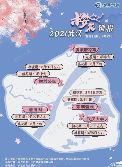 武汉樱花2月底迎来初花期 2021武汉大学樱花花期