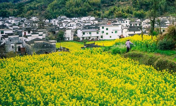 婺源油菜花几月份去最好-游玩攻略