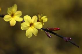 青岛春季赏花指南2021-花种花期及地点