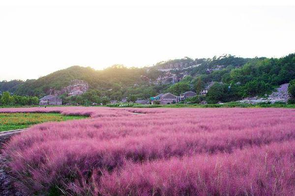 杭州粉黛亂子草網紅基地在哪里 杭州粉黛亂子草花期