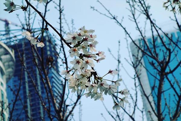 武汉西北湖公园有樱花吗 武汉赏樱花的地方