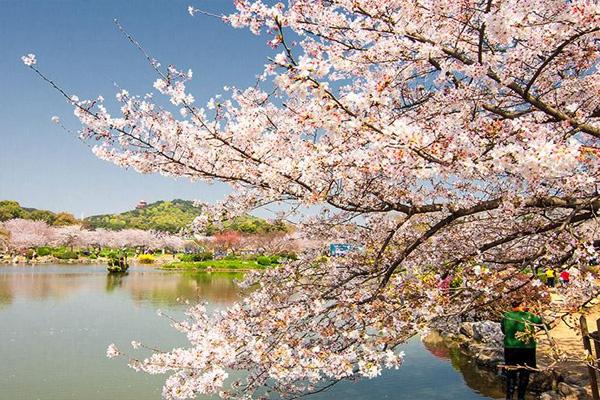武汉西北湖公园有樱花吗 武汉赏樱花的地方