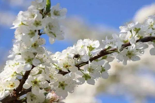 温州哪里有赏花的地方 2022春季温州赏花好去处推荐